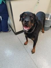 Rottweiler Dogs for adoption in Brooklyn, NY, USA