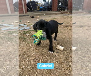 Mutt Dogs for adoption in Springdale, PA, USA