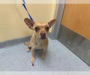 Beagle-Unknown Mix Dogs for adoption in Orange, CA, USA