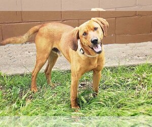 Medium Photo #1 Redbone Coonhound Puppy For Sale in Pryor, OK, USA