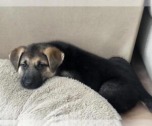 German Shepherd Dog Dogs for adoption in Camarillo, CA, USA