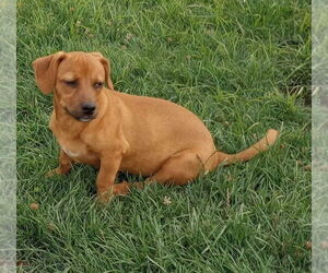 Dachshund-Unknown Mix Dogs for adoption in Aurora, IN, USA