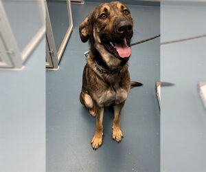 German Shepherd Dog-Unknown Mix Dogs for adoption in Fort Collins, CO, USA