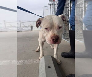 American Pit Bull Terrier Dogs for adoption in Bakersfield, CA, USA