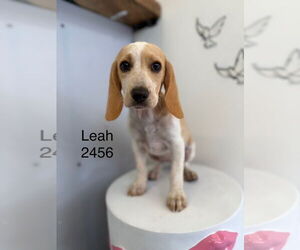 Beagle Dogs for adoption in Studio City, CA, USA
