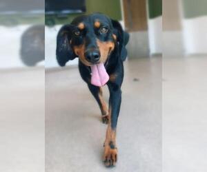 Black and Tan Coonhound Dogs for adoption in Oskaloosa, IA, USA