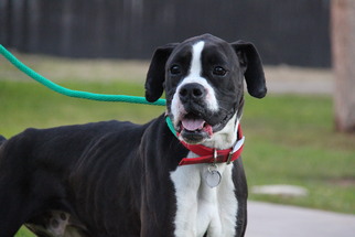 Boxer Dogs for adoption in Phoenix, AZ, USA