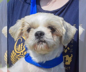 Shih Tzu Dogs for adoption in Huntley, IL, USA