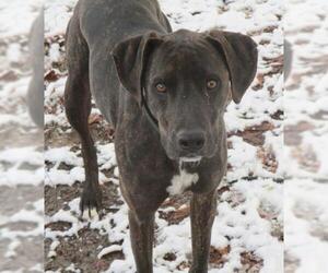 Plott Hound Dogs for adoption in Camden, SC, USA