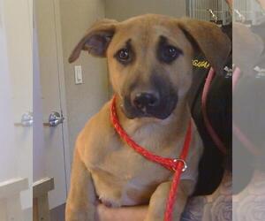 German Shepherd Dog-Unknown Mix Dogs for adoption in Sacramento, CA, USA