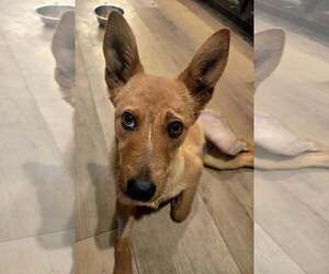 Mutt Dogs for adoption in San Diego, CA, USA