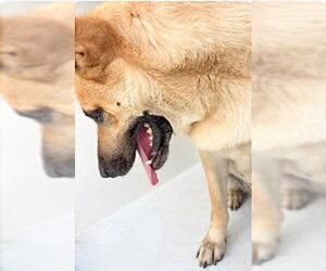 German Shepherd Dog Dogs for adoption in Houston, TX, USA