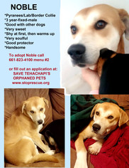 Labrador Retriever Dogs for adoption in Tehachapi, CA, USA