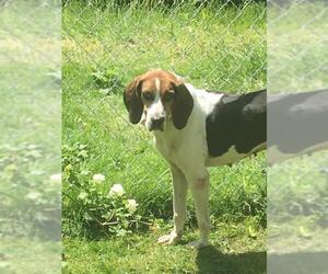 Treeing Walker Coonhound Dogs for adoption in Ontario, Ontario, Canada