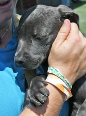 Mutt Dogs for adoption in Fernandina Beach, FL, USA