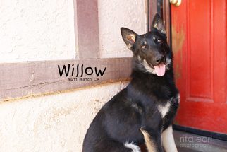 German Shepherd Dog-Unknown Mix Dogs for adoption in Los Angeles, CA, USA