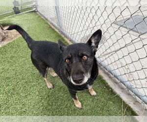 German Shepherd Dog-Unknown Mix Dogs for adoption in Downey, CA, USA