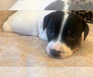Dachshund-Unknown Mix Dogs for adoption in Los Angeles, CA, USA