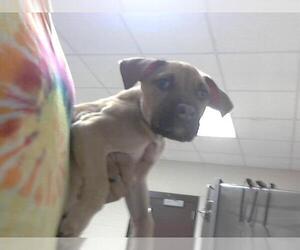 American Pit Bull Terrier-Unknown Mix Dogs for adoption in Fayetteville, NC, USA