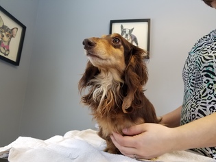 Dachshund Dogs for adoption in Stonyford, RI, USA