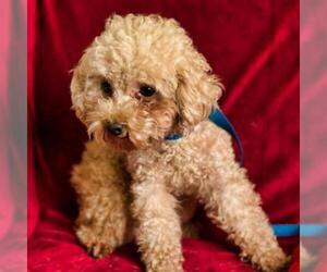 Poodle (Toy) Dogs for adoption in Madison, WI, USA