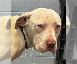 Mutt Dogs for adoption in Woodland, CA, USA