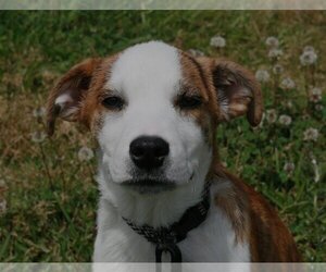 Boxer Dogs for adoption in Attalka, AL, USA