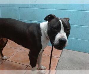 American Pit Bull Terrier Dogs for adoption in Downey, CA, USA