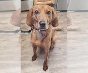 Redbone Coonhound Dogs for adoption in Mankato, MN, USA
