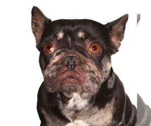 French Bulldog-Unknown Mix Dogs for adoption in Oakland Park, FL, USA