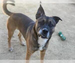 Borador Dogs for adoption in Martinez, CA, USA