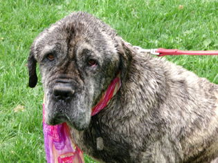 Mastiff Dogs for adoption in Yakima, WA, USA