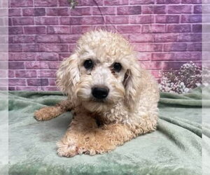 Poodle (Miniature)-Unknown Mix Dogs for adoption in Lakewood, CO, USA