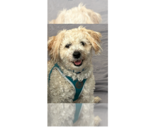 Poodle (Miniature)-Unknown Mix Dogs for adoption in Greenbelt, MD, USA