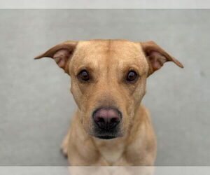 Labrador Retriever-Unknown Mix Dogs for adoption in Tulsa, OK, USA