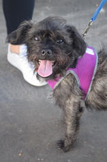 Affenpinscher Dogs for adoption in West Hollywood, CA, USA