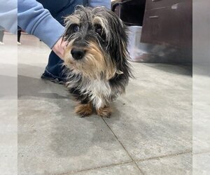 Dachshund-Unknown Mix Dogs for adoption in Minneapolis, MN, USA