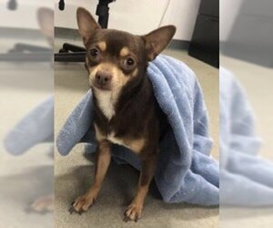 Chihuahua Dogs for adoption in San Leandro, CA, USA