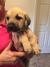 Mastador Dogs for adoption in Newark, DE, USA