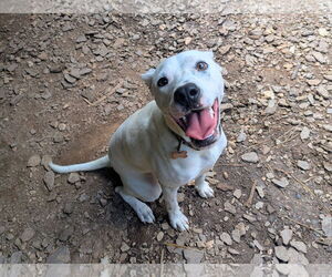 Mutt Dogs for adoption in McCormick, SC, USA