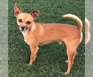 Chihuahua Dogs for adoption in phoenix, AZ, USA