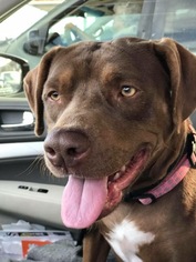 Lab-Pointer Dogs for adoption in Tucson, AZ, USA