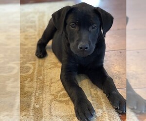 Labrador Retriever Dogs for adoption in Doylestown, PA, USA