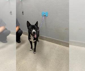 German Shepherd Dog-Unknown Mix Dogs for adoption in Las Vegas, NV, USA