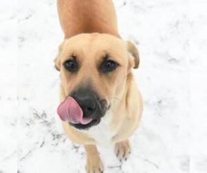 Black Mouth Cur Dogs for adoption in Wadena, MN, USA