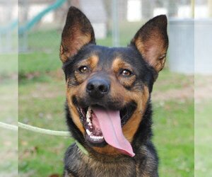 Mutt Dogs for adoption in Anniston, AL, USA