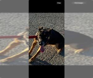 German Shepherd Dog Dogs for adoption in Houston, TX, USA