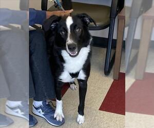 Border Collie-Unknown Mix Dogs for adoption in Plano, TX, USA