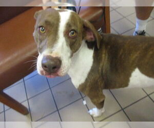 Pointer-Unknown Mix Dogs for adoption in Ocala, FL, USA