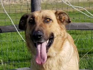 Golden Shepherd Dogs for adoption in Vacaville, CA, USA